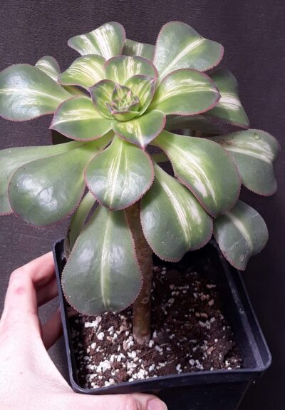aeonium Lemon lime (syn. Starburst)