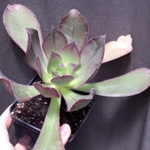 Aeonium Marnier Lapostolle