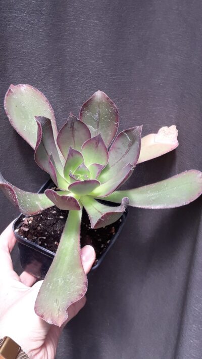 Aeonium Marnier Lapostolle