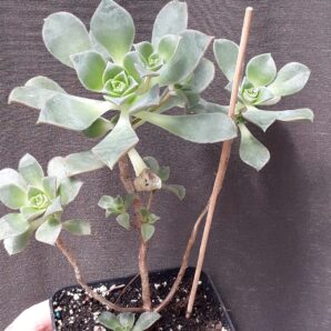 aeonium sp2 рослина