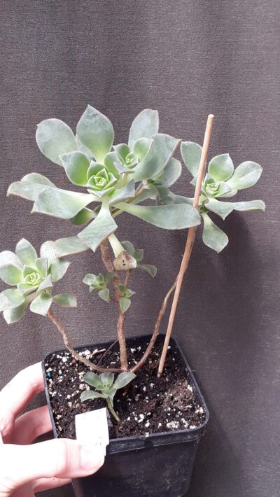 aeonium sp2 зріз