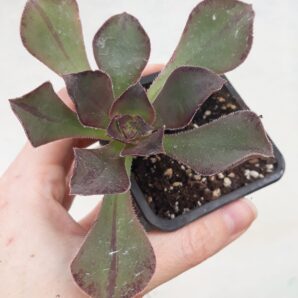 Aeonium Marnier Lapostolle