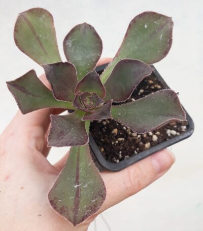 Aeonium Marnier Lapostolle