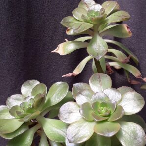 Aeonium burchardi зріз
