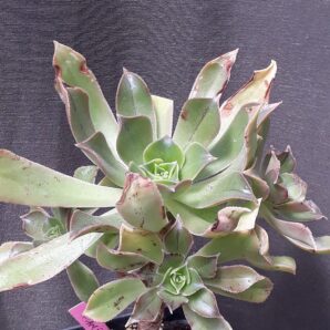 Aeonium lancerottense зріз