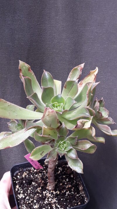 Aeonium lancerottense зріз