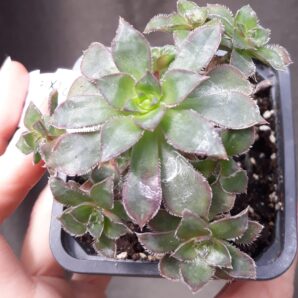 Aeonium Cornish Pixie