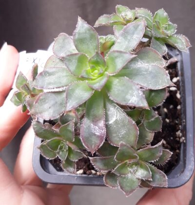 Aeonium Cornish Pixie