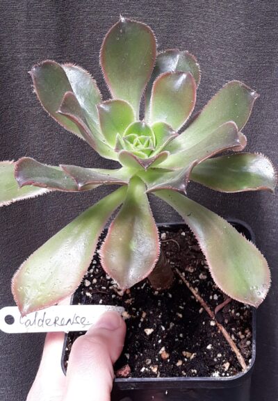 Aeonium Calderense