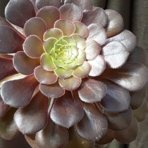 Aeonium 'Bronze Tea Cup' великий красень