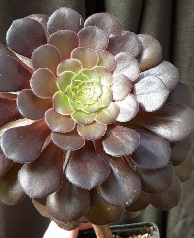 Aeonium 'Bronze Tea Cup' великий красень