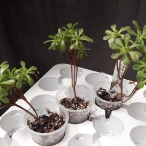 aeonium SEDIFOLIUM молоді