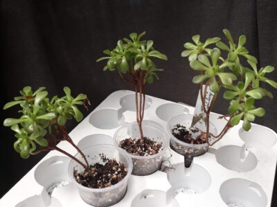 aeonium SEDIFOLIUM молоді