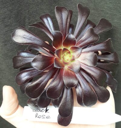 aeonium arboreum Black Rose( син.SCHWARZKOPF) зріз