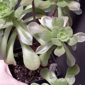 Aeonium Blush зріз