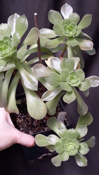 Aeonium Blush зріз