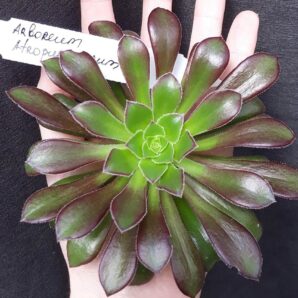 aeonium arboreum atropurpureum зріз