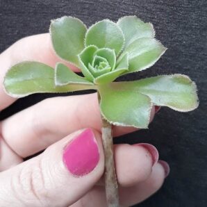 Aeonium arboreum зріз