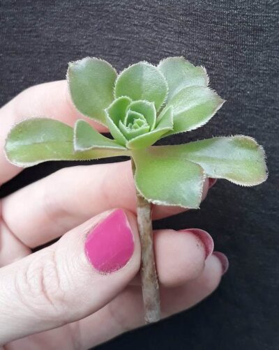 Aeonium arboreum зріз