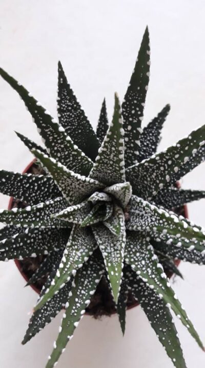 haworthia attenuata var. clariperla