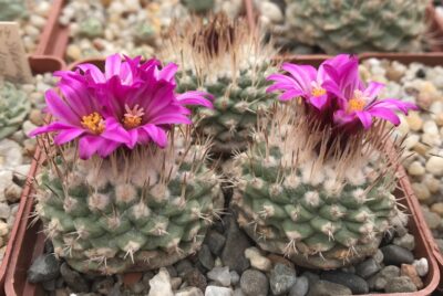 Strombocactus esperansae PP851 - Зображення 2
