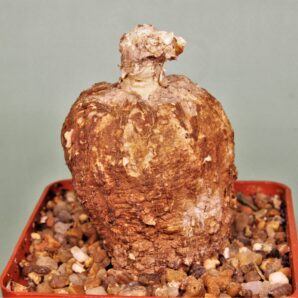 adenia-aff.-stenodactula-njombe-province-tanzania-4
