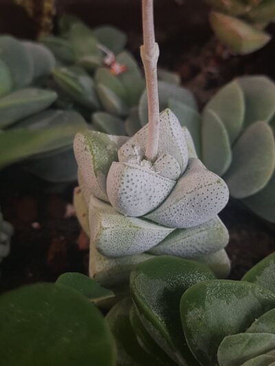 Crassula deceptor