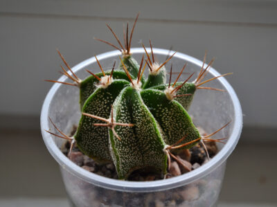 Astrophytum capricorne