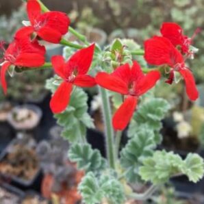 Pelargonium fulgidum