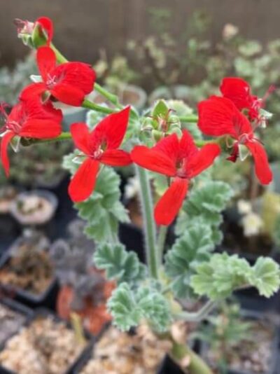 Pelargonium fulgidum