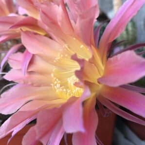 Echinopsis BUM 53, доросла рослина