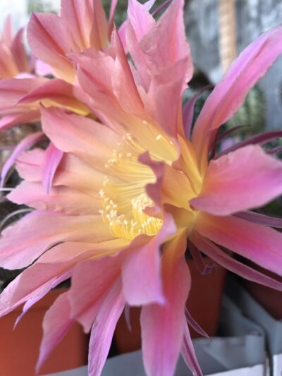 Echinopsis BUM 53, доросла рослина