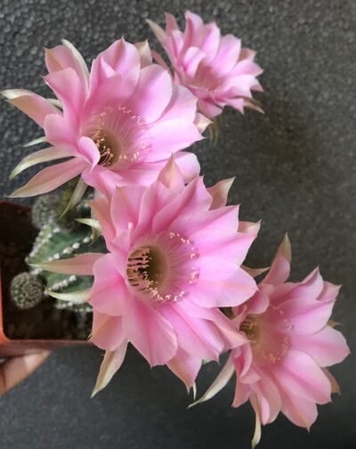 невкорінена маленька діточка Echinopsis 217 Melodie, d = 1,5 см - Зображення 2