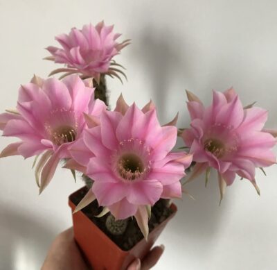 невкорінена маленька діточка Echinopsis 217 Melodie, d = 1,5 см - Зображення 4