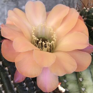 невкорінена маленька діточка Echinopsis 2001-15, d = 2,0 см, h = 1,5 см