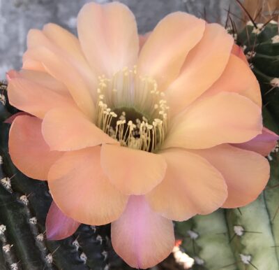 невкорінена маленька діточка Echinopsis 2001-15, d = 2,0 см, h = 1,5 см