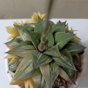 Haworthia cuspidata Variegata