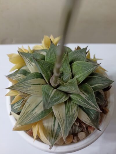 Haworthia cuspidata Variegata