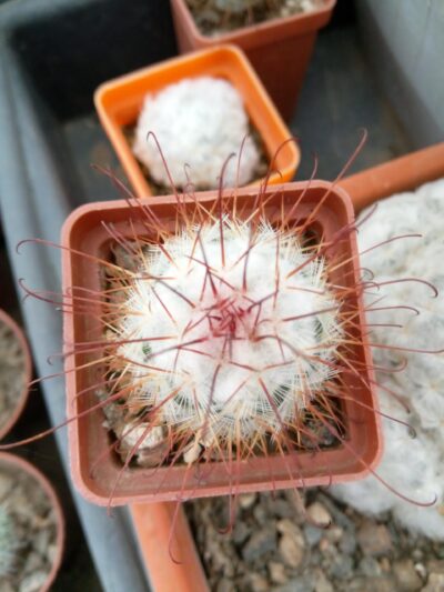 Mammillaria bombycina - Зображення 2