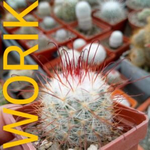 Mammillaria bombycina