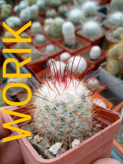 Mammillaria bombycina