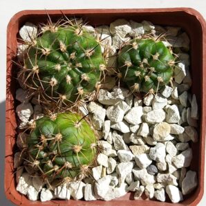 Кактус Lobivia tiegeliana v. pusilla