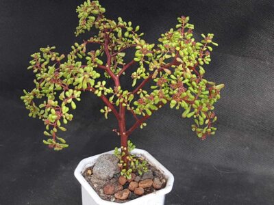 Pilea nipensis - Зображення 2