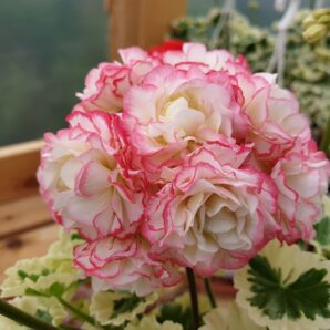 Pelargonium Westdale Appleblossom | 93