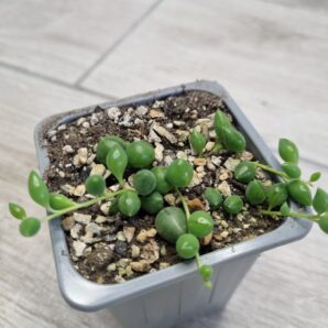 Senecio Herreianus