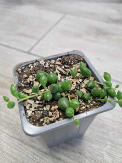 Senecio Herreianus