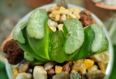 Haworthia Truncata M-k-h-N - Зображення 3
