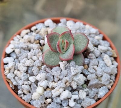 Echeveria "Lemon and Lime" - Зображення 2