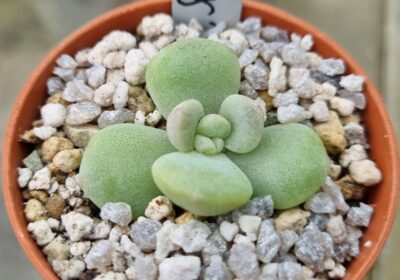 Echeveria "ICE GREEN" - Зображення 2