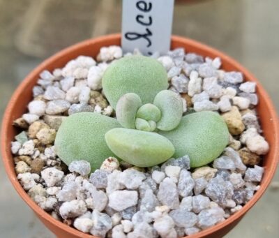 Echeveria "ICE GREEN"